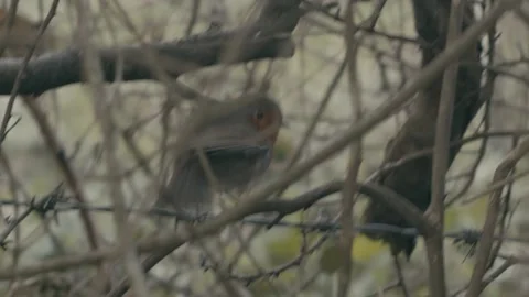 Slow Motion Handheld Shot of a Robin Taking Flight Stock Footage 236148051