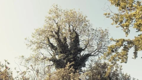 Slow Motion Handheld Shot of a Tree Stock Footage 242673464