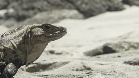 Slow Motion Handheld Spiny-Tailed Iguana on Costa Rica Beach Sand Wildlife Stock Footage 335550400