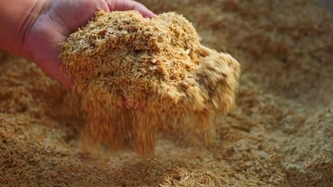 Slow motion the hands are picking up and showing rice husks Stock Footage 326331977