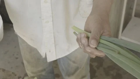 Slow Motion of Hands Cleaning and Preparing a Bunch of Fresh Scallions/Chives Stock Footage 320634793