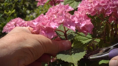 Slow motion: Hands cutting a hydrangea flower from a bush. Stock Footage 91928516
