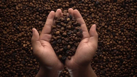 Slow motion of hands pouring coffee beans to a pile of coffee beans Video stock 116242307