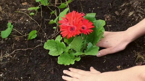 Slow motion hands putting a flower in the ground Stock Footage 76641664