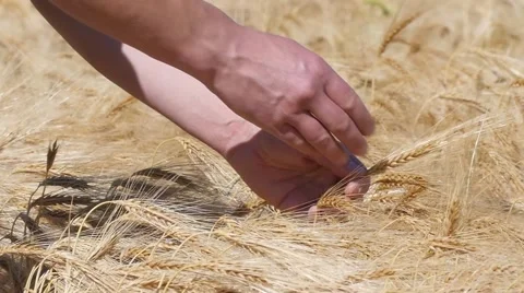 Slow motion of hands on ripe barley Stock Footage 51784501