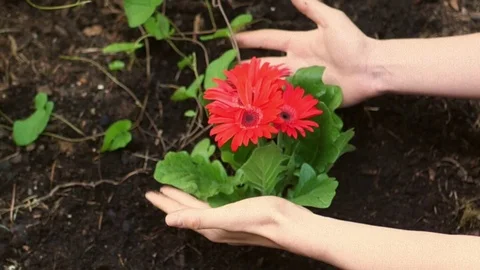 Slow motion hands taking care Stock Footage 76641667