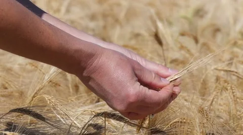 Slow motion of hands testing barley Stock-Footage 51783741