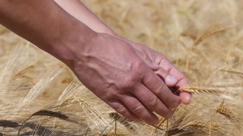 Slow motion of hands testing ear of ripe barley Stock Footage 51783324