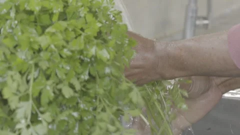 Slow Motion of Hands Washing Fresh Parsley (Salsinha) Under Tap Water Stock Footage 320632695