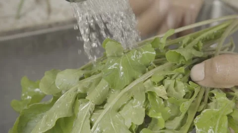 Slow Motion of Hands Washing Fresh Organic Arugula/Rocket (Rúcula) Under Water Stock Footage 320633396