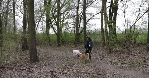 Slow motion a happy boy is walking happily with his dogs Stock Footage 153274898