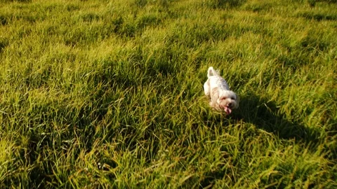 Slow motion  happy running Cockapoo dog 4K Stock Footage 197905928