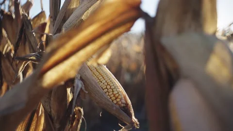 Slow Motion Harvest Corn At Sunrise Stock Footage 205954893