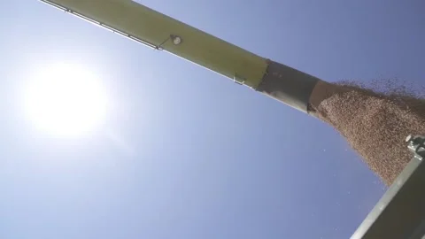 Slow motion. Harvesting combine load gathered grain into truck trailer. Stock Footage 139512286