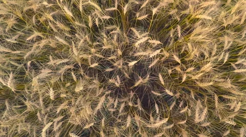 Slow Motion of Harvesting Wheat Vídeo Stock 61736585