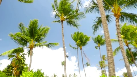 Slow Motion Hawaii Palms Trees Stock Footage 74642277