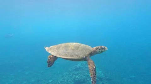Slow Motion of hawksbill Sea Turtle Gliding Over Tropical Coral Reef in Stock Footage 334700954