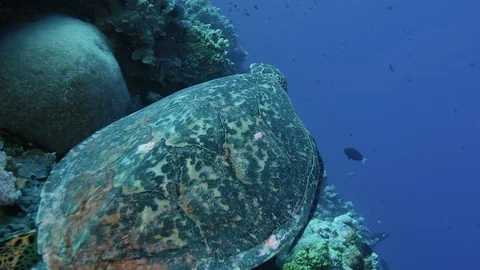 Slow motion of Hawksbill turtle, Great Barrier Reef. Australia. Red Camera Stock Footage 113217976