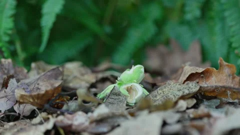 Slow Motion of a Hazelnut Cluster Landing Among Leaves, UK Stock Footage 313797422
