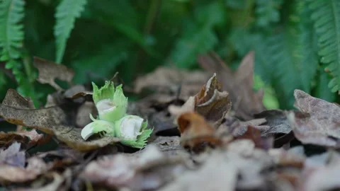 Slow Motion of a Hazelnut Cluster Landing Among Leaves, UK Stock Footage 313797434