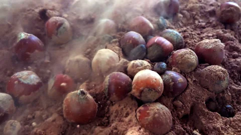 Slow motion hazelnut fall in chocolate Stock Footage 88671651