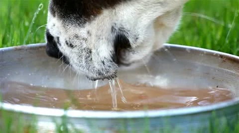 Slow motion, HD, dog drinks water Vidéo 10764727