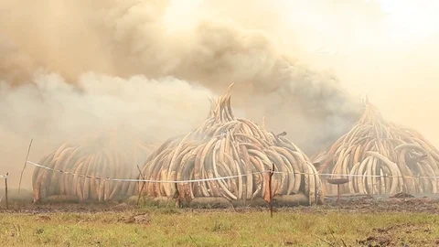 Slow Motion in HD of Ivory Burn in Kenya. Stock Footage 70017982