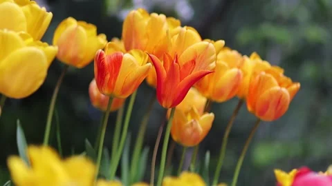 Slow motion HD pan on a group of yellow and orange tulips Stock Footage 303828147