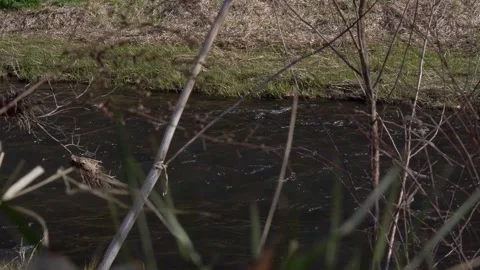 Slow Motion HD Right to Left Track of Flowing River 02 Video stock 164896086