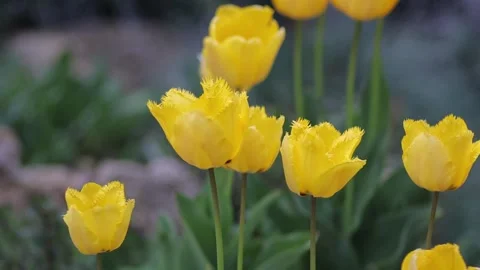 Slow motion HD shot of yellow tulips swaying in the wind Video stock 303828054