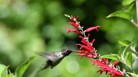 Slow Motion HD video of one female Anna's Hummingbird drinking nectar Stock Footage 205099072