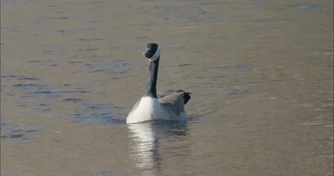 Slow Motion Head-Pumping Threat Display of a Canada Goose by the American River Video stock 317726038