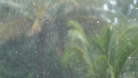 SLOW MOTION: Heavy monsoon rain falls on the lush green canopies in empty park Stock Footage 90888976