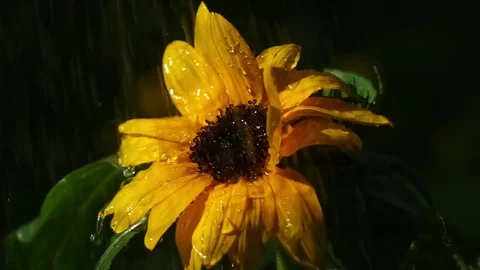 Slow motion of heavy rain falling on sunflower Vidéo 78150831