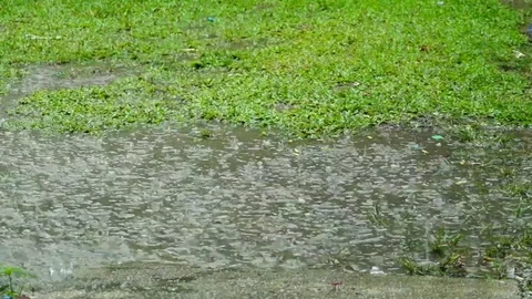 Slow motion heavy rain falling. Stock Footage 111498364