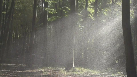 Slow Motion Of Heavy Rain In Forest In Misty Light Stock Footage 36663649