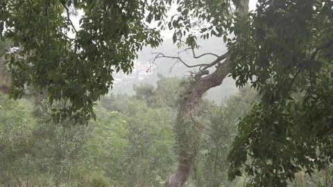 Slow Motion Heavy Rain In The Forest V2 Stock Footage 159224852