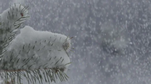 Slow motion heavy snow fall blizzard - pine tree in foreground Stock Footage 60409466