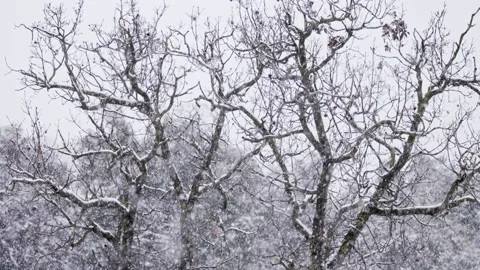 Slow motion of heavy snow falling on trees in a dense forest Stock Footage 169349264