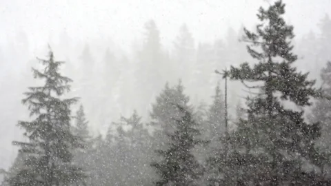 Slow motion heavy  snowfall in forest 動画素材 78453024