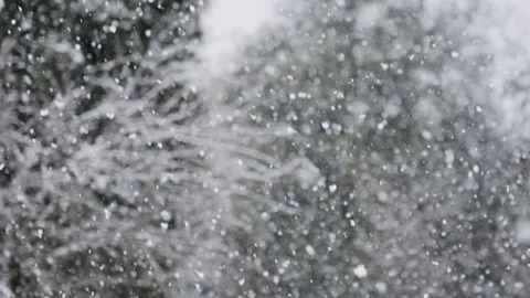 Slow motion of heavy snowfall in a forest in northern Israel Video stock 169339250