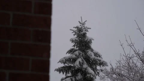 Slow-motion heavy snowfall with trees in the background Stock Footage 143753020