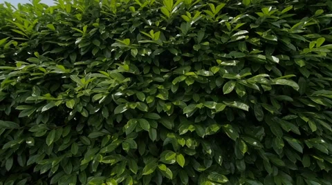 Slow motion of a hedge by the road Stock Footage 51736486