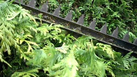Slow motion: Hedge trimmer cutting a conifer. Stock Footage 90807559