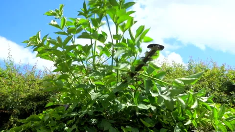 Slow motion - Hedge trimmer tool cutting overgrown greenery. Video stock 195432510