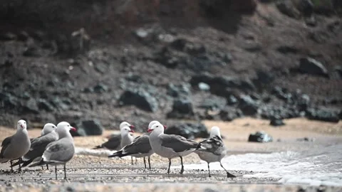 Slow Motion Heermann's Gulls on beach feeding with wave Stock Footage 135747208