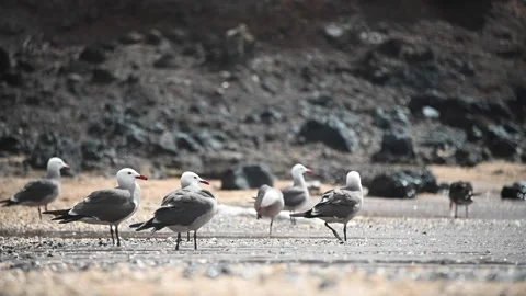 Slow Motion Heermann's Gulls on Beach Stock Footage 135747333