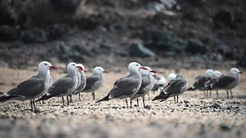 Slow Motion Heermann's Gulls walking on Beach Stock Footage 135747231