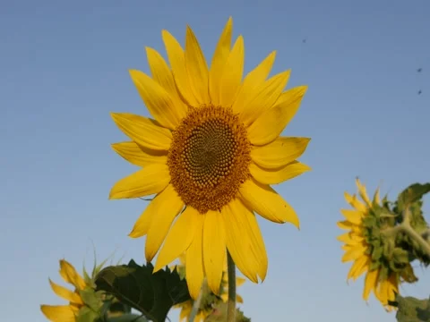 Slow motion Helianthus plant details with insect Stock Footage