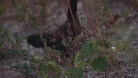 Slow motion - A Hen With Chicken Video stock 148182387
